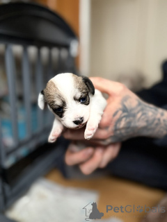 Foto №2 zu Ankündigung № 163984 zu verkaufen maltipu - einkaufen USA quotient 	ankündigung