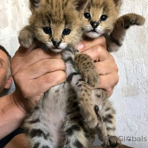Foto №2 zu Ankündigung № 166068 zu verkaufen savannah-katze - einkaufen Deutschland quotient 	ankündigung, züchter