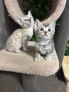 Foto №2 zu Ankündigung № 152759 zu verkaufen bengal katzenrasse - einkaufen Schweiz quotient 	ankündigung