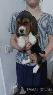 Foto №3. Welpen zu verkaufen, 4 Mädchen und 4 Jungs. Deutschland