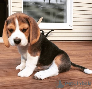 Foto №2 zu Ankündigung № 116687 zu verkaufen beagle - einkaufen Kanada quotient 	ankündigung