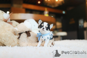 Foto №2 zu Ankündigung № 155039 zu verkaufen chihuahua - einkaufen USA züchter