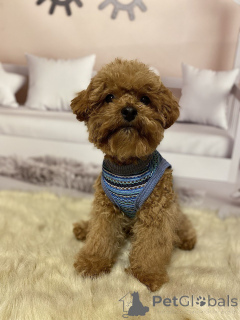 Foto №2 zu Ankündigung № 158841 zu verkaufen mischlingshund - einkaufen Deutschland quotient 	ankündigung, züchter