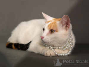 Foto №2 zu Ankündigung № 155866 zu verkaufen  - einkaufen Russische Föderation quotient 	ankündigung