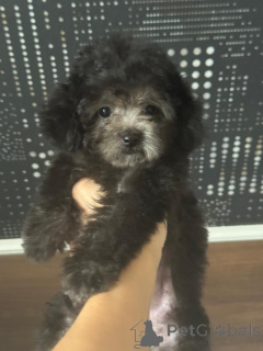 Foto №1. pudel (zwerg) - zum Verkauf in der Stadt Krasnodar | 2479€ | Ankündigung № 155131