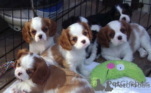 Foto №1. cavalier king charles spaniel - zum Verkauf in der Stadt OSLO | verhandelt | Ankündigung № 175035