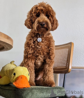 Foto №1. labradoodle - zum Verkauf in der Stadt Anderny | 850€ | Ankündigung № 157667