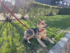 Foto №1. mischlingshund - zum Verkauf in der Stadt Москва | Frei | Ankündigung № 104679