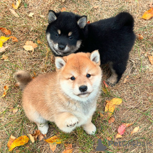 Foto №1. shiba - zum Verkauf in der Stadt Bern | verhandelt | Ankündigung № 123437