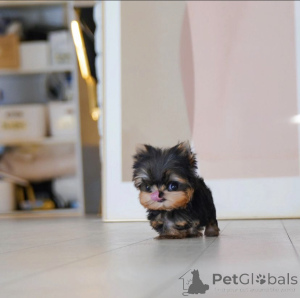 Foto №4. Ich werde verkaufen mischlingshund in der Stadt Los Angeles. quotient 	ankündigung, vom kindergarten - preis - 484€