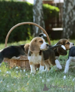 Foto №3. Dieser süße kleine Welpe steht jetzt zur Adoption zur Verfügung! Wir suchen. Spanien