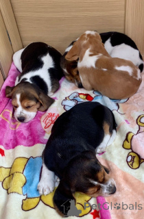 Foto №4. Ich werde verkaufen beagle in der Stadt tschechisch. quotient 	ankündigung, züchter - preis - 800€