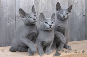 Foto №3. TICA Reg Russian Blue Kittens Ready (F2-Wurf). Finnland