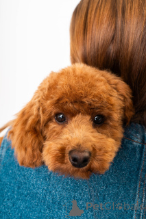 Foto №1. pudel (zwerg) - zum Verkauf in der Stadt Kontich | 3000€ | Ankündigung № 141729