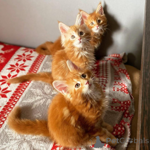 Foto №2 zu Ankündigung № 139090 zu verkaufen maine-coon-katze - einkaufen Deutschland züchter