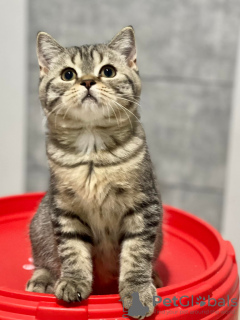 Foto №3. Brittiska långhåriga kattungar. Schweden