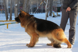 Foto №2 zu Ankündigung № 2034 zu verkaufen deutscher schäferhund - einkaufen Russische Föderation züchter