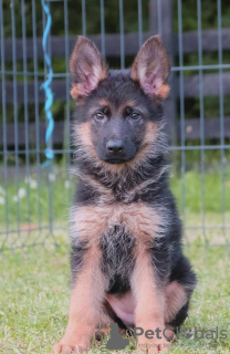 Foto №2 zu Ankündigung № 56968 zu verkaufen deutscher schäferhund - einkaufen Serbien quotient 	ankündigung