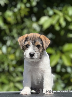 Foto №2 zu Ankündigung № 145202 zu verkaufen jack russell terrier - einkaufen Weißrussland vom kindergarten