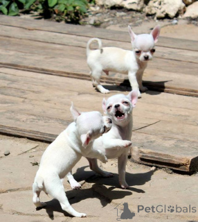 Foto №4. Ich werde verkaufen chihuahua in der Stadt Getafe. quotient 	ankündigung, vom kindergarten, aus dem tierheim, züchter - preis - verhandelt