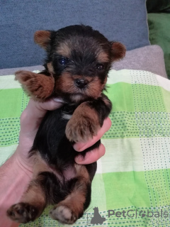 Foto №2 zu Ankündigung № 158150 zu verkaufen biewer terrier, yorkshire terrier - einkaufen Litauen quotient 	ankündigung, vom kindergarten, züchter