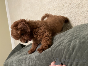 Foto №4. Ich werde verkaufen mischlingshund in der Stadt Pittsburgh. quotient 	ankündigung - preis - 1893€