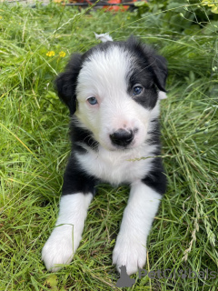 Foto №2 zu Ankündigung № 64139 zu verkaufen border collie - einkaufen USA quotient 	ankündigung