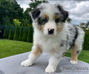 Foto №1. australian shepherd - zum Verkauf in der Stadt Al Dhaid | 370€ | Ankündigung № 13809