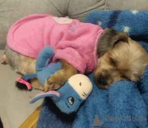 Foto №3. Töpfchen ausgebildet entzückend Yorkshire. Spanien