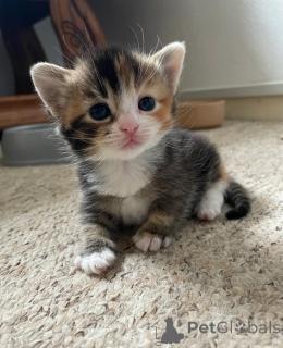 Foto №1. munchkin - zum Verkauf in der Stadt Schlafsägen | 350€ | Ankündigung № 149730