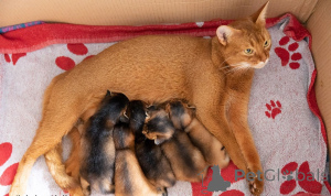 Foto №1. abessinierkatze - zum Verkauf in der Stadt Aarau | 350€ | Ankündigung № 169310