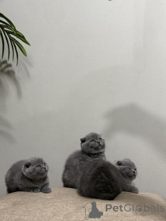 Foto №3. Scottish Fold Kätzchen. Finnland