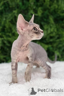 Foto №1. devon rex - zum Verkauf in der Stadt Gotha | 350€ | Ankündigung № 173522