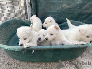 Foto №1. schwedischer lapphund - zum Verkauf in der Stadt Deinze | 230€ | Ankündigung № 124209