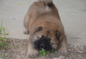 Foto №2 zu Ankündigung № 174982 zu verkaufen chow-chow - einkaufen Deutschland 
