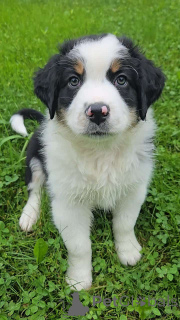 Foto №2 zu Ankündigung № 150665 zu verkaufen australian shepherd - einkaufen Deutschland quotient 	ankündigung