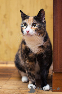 Foto №4. Ich werde verkaufen  in der Stadt Moskwa. quotient 	ankündigung - preis - Frei