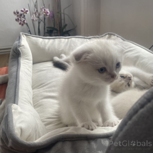 Foto №2 zu Ankündigung № 168494 zu verkaufen schottische faltohrkatze - einkaufen Deutschland quotient 	ankündigung
