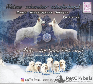 Foto №1. berger blanc suisse - zum Verkauf in der Stadt Павлодар | 615€ | Ankündigung № 40310