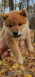 Zusätzliche Fotos: Shiba Inu Welpen für Zucht und Familie