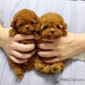 Foto №3. Poedelpuppy's te koop. Belgien