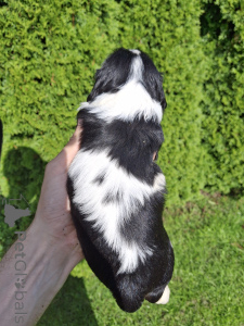 Zusätzliche Fotos: Cavalier King Charles Spaniel Welpen.