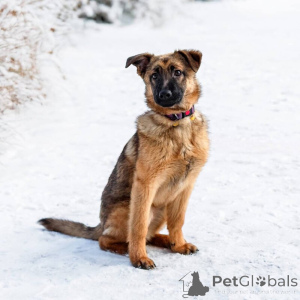 Foto №3. Clever Arya sucht ein Haus!. Russische Föderation