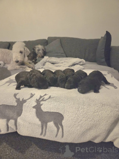 Foto №1. bedlington terrier - zum Verkauf in der Stadt Schlechtes Soden-Salmünster | verhandelt | Ankündigung № 166362