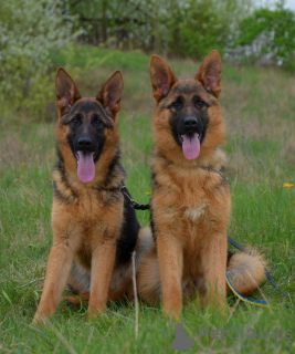 Foto №4. Ich werde verkaufen deutscher schäferhund in der Stadt Prag. quotient 	ankündigung, vom kindergarten, züchter - preis - 600€