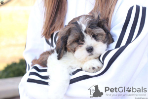 Foto №3. Shih Tzu Welpen im Alter von 4 Wochen abzugeben. Deutschland