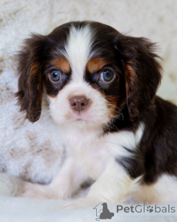 Foto №3. Sag Hallo zu Charlie, dem fröhlichen Jungen, dem die Liebe nie ausgeht!. Finnland