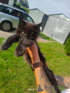 Foto №2 zu Ankündigung № 110383 zu verkaufen maine-coon-katze - einkaufen Polen züchter