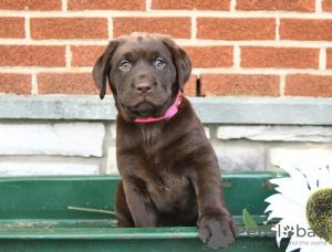 Foto №3. Labrador Retriever-Welpen. Zypern