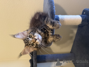 Foto №3. Maine Coon. USA